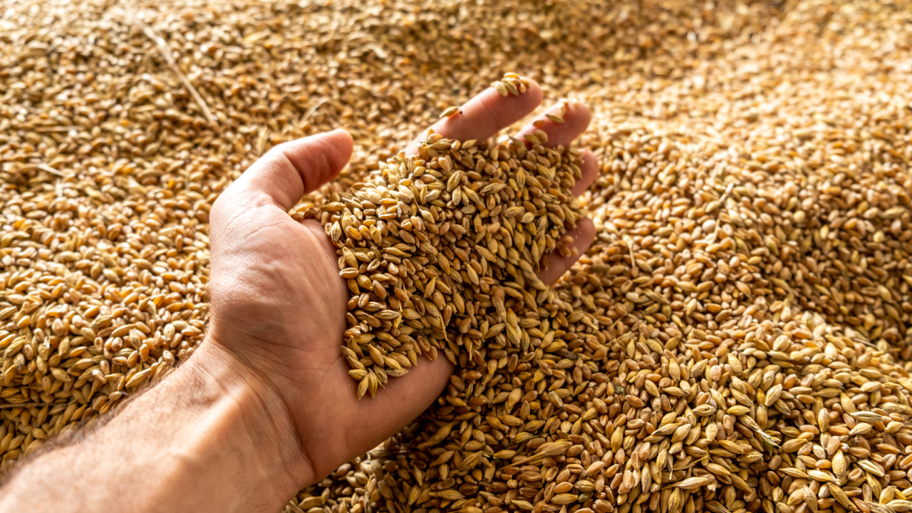 Autoritatea Vamală Română: În ultimele 6 luni nu au fost înregistrate importuri de cereale din Ucraina