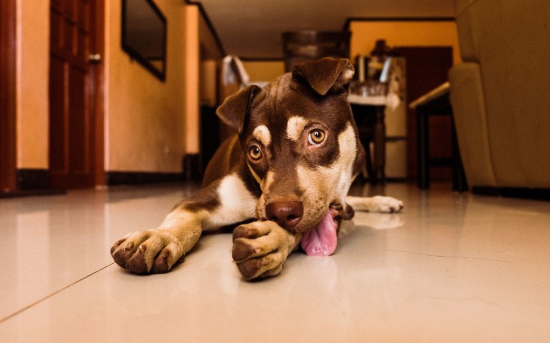 Linsul excesiv al suprafeţelor la câini poate fi cauzat de o boala digestivă ascunsă