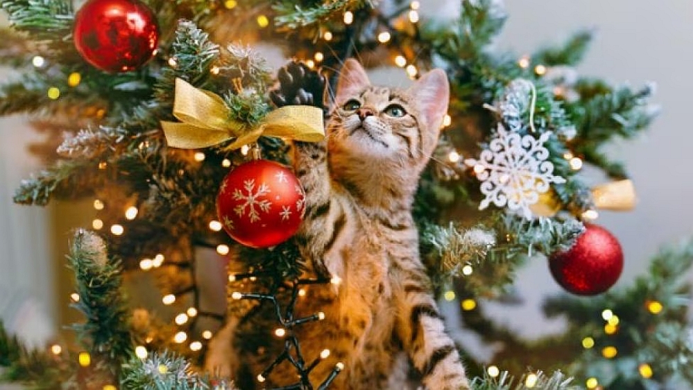 Pomii de Crăciun sunt periculoşi pentru pisici?