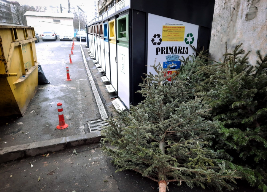 SP Ecosal: Nu aruncați bradul ci reciclați-l și protejați mediul înconjurător!