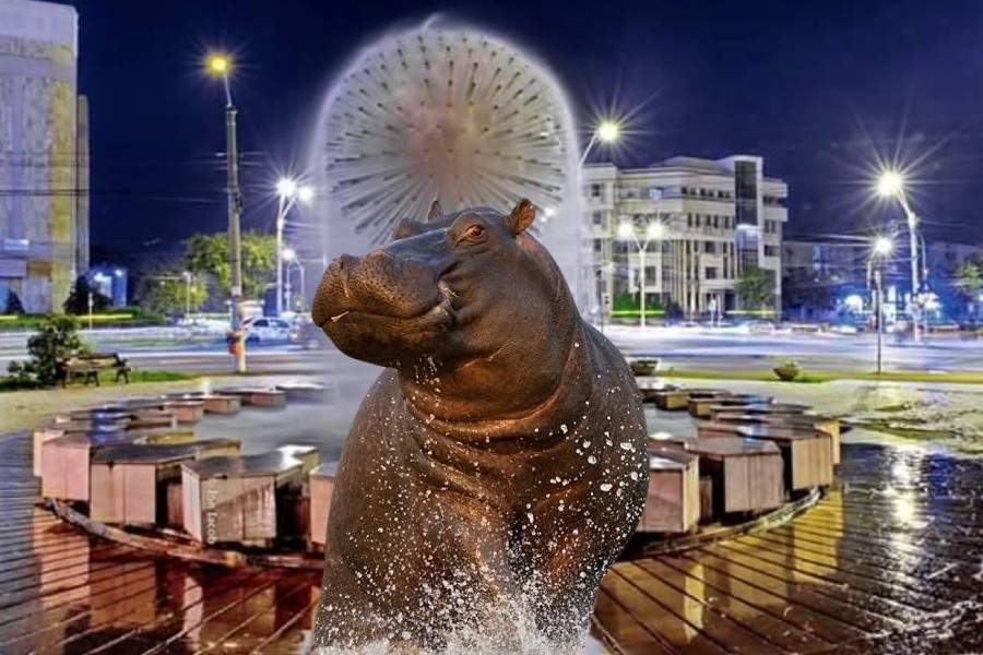 TNR: După ce un urs a fost văzut în Brăila, gălăţenii se laudă că ei au văzut un hipopotam