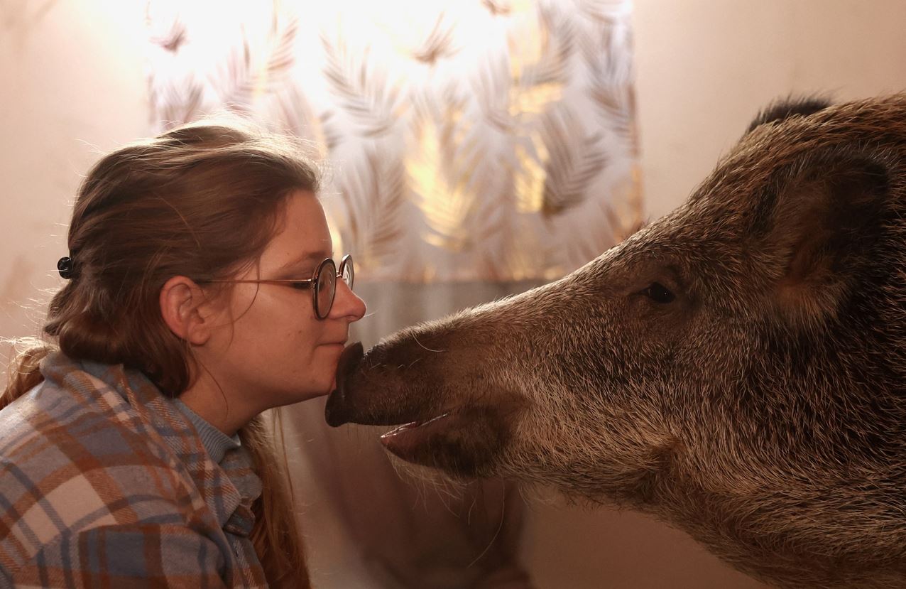 FOTO: Un cuplu a transformat un porc mistreţ în... animal de companie