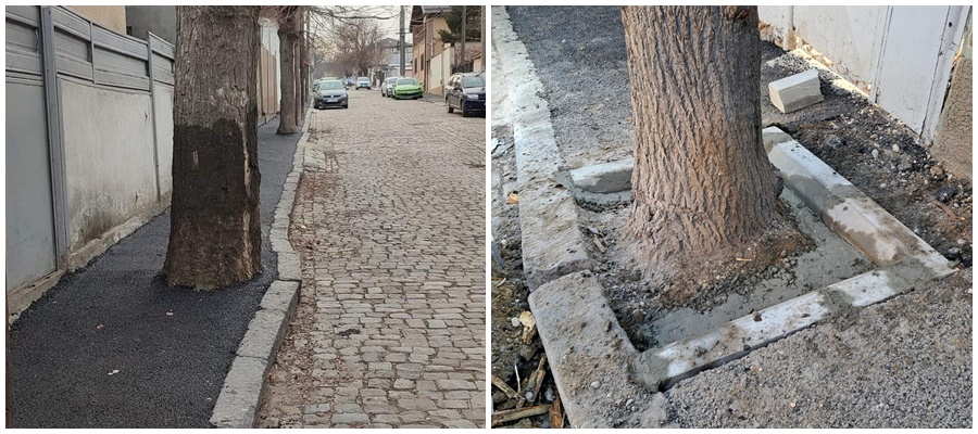 Halucinant! Copaci asfaltaţi la Galaţi (FOTO)