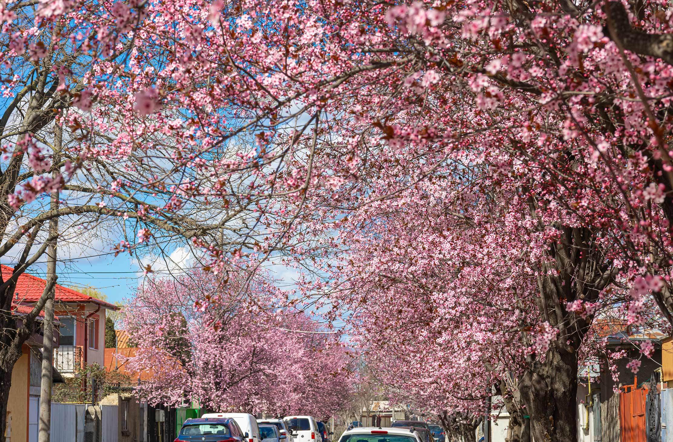 Galaţi, micul Sakura! Explozie de culoare în oraş (FOTO)