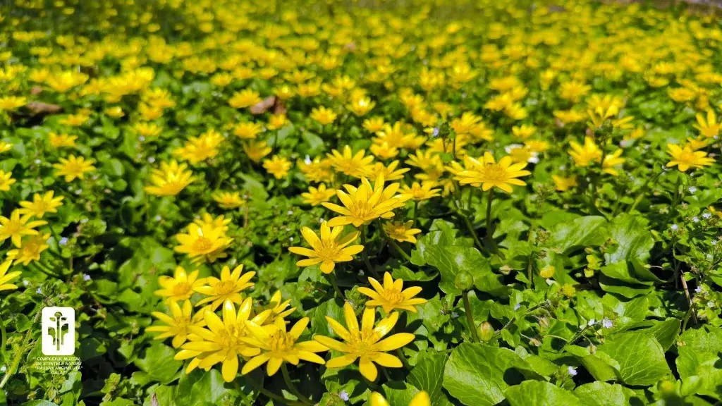 Galaţiul are a cincea cea mai frumoasă Grădină Botanică din România