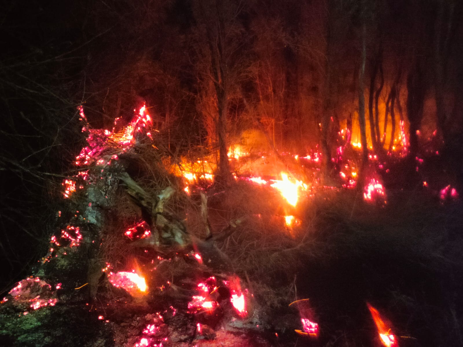S-a dezlănţuit iadul la Frumuşiţa! Incendiu de amploare în pădure (VIDEO)