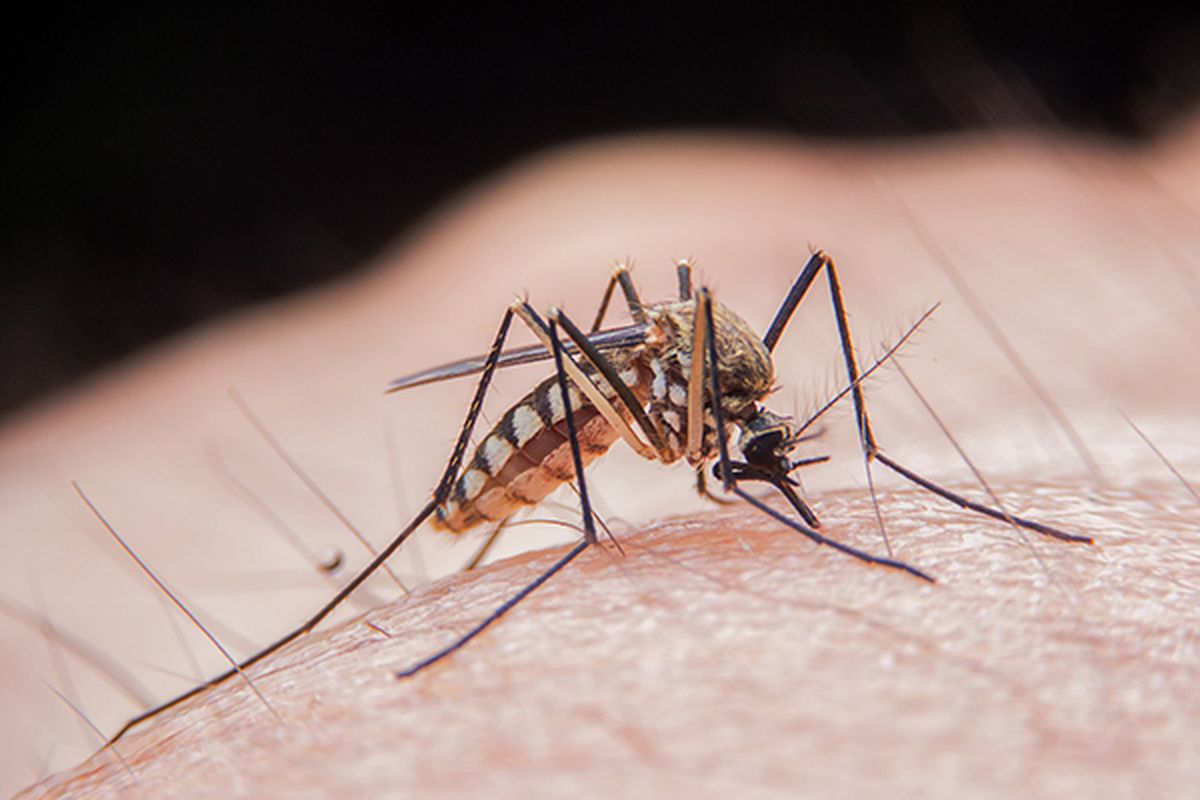 Boli transmise de ţânţari! Peste jumătate din populaţia lumii ar putea fi expusă riscului