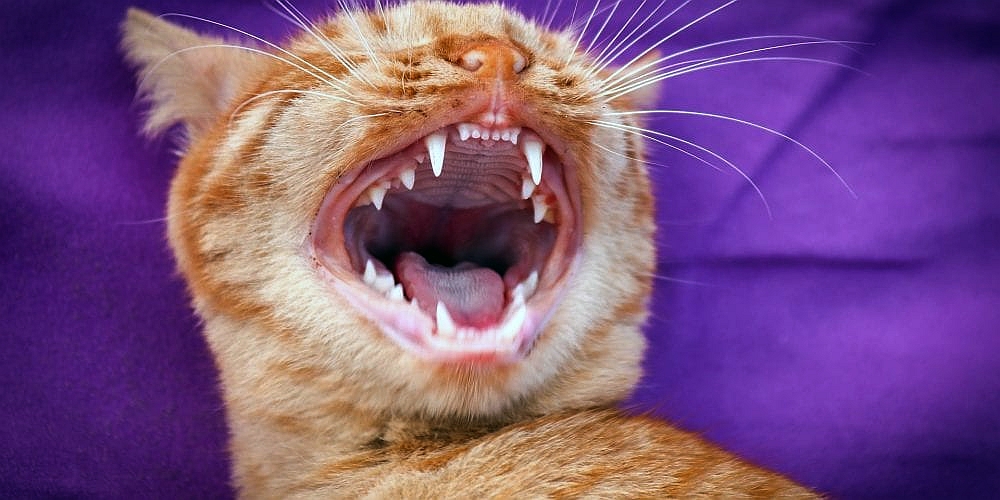 Dureri de dinţi la pisici? De vină poate fi un virus