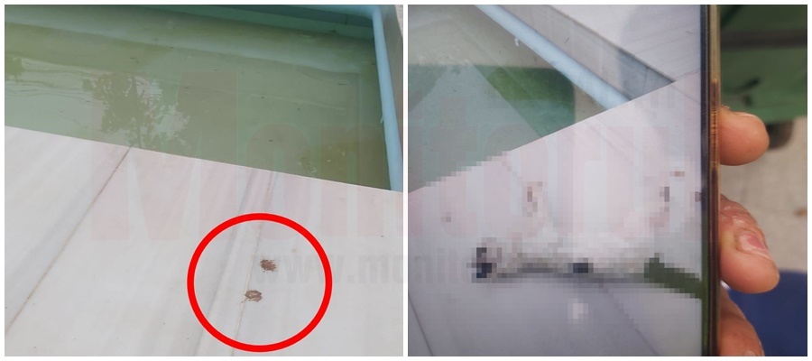 Pisici înecate în fântână, în centrul oraşului? Gălăţenii din zonă sunt îngroziţi