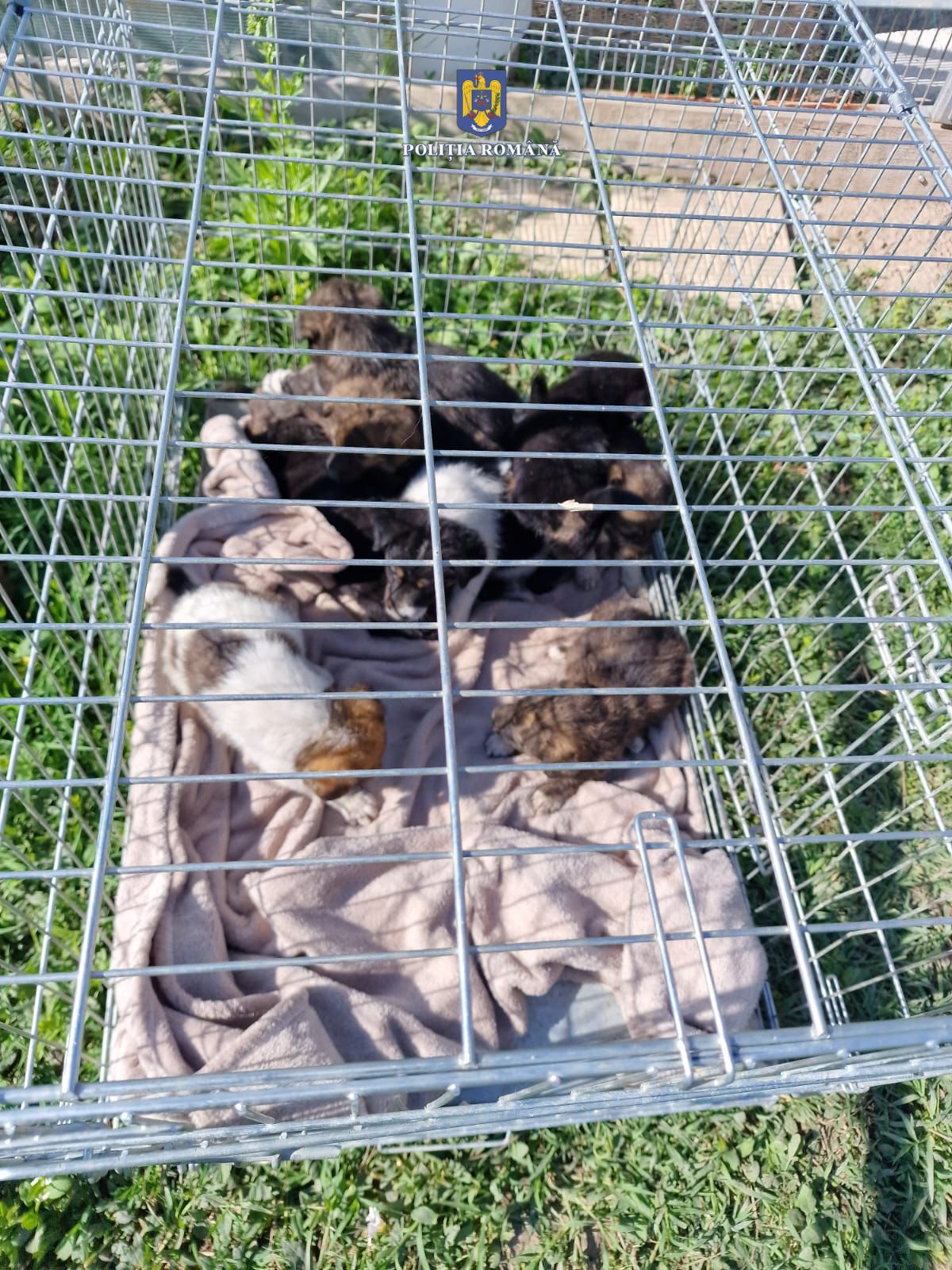 8 căţeluşi salvaţi de poliţişti la Brăila