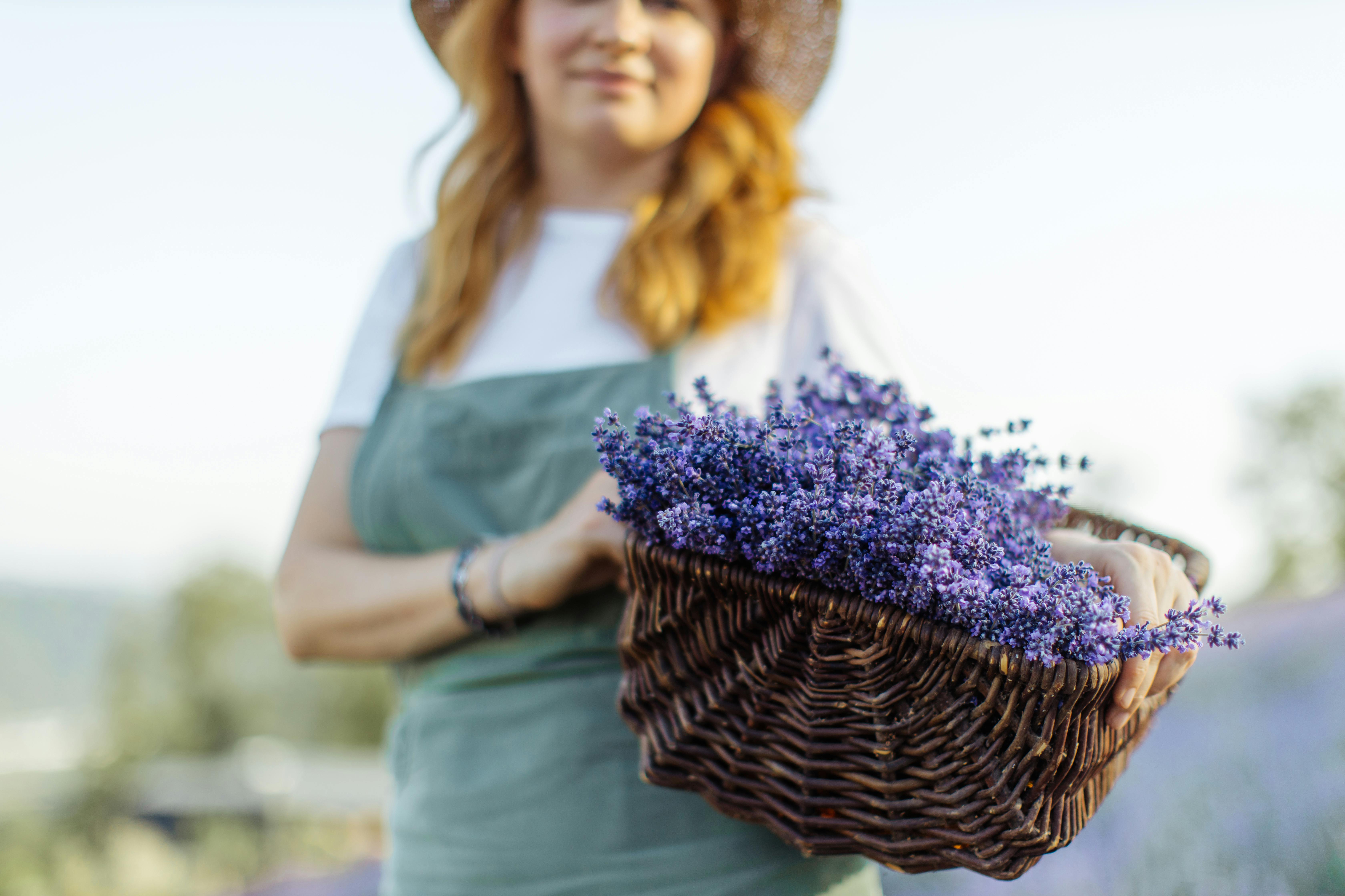 Începe Lavanda Fest 2024, pe Faleză la Galaţi