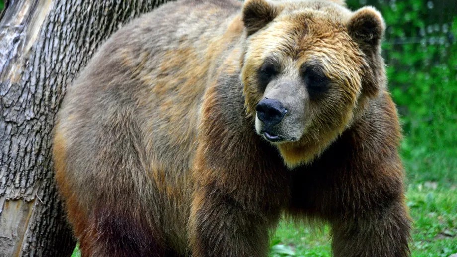 La 19 ani, a murit ucisă de urs sub ochii iubitului! Fiara a atacat-o apoi a târât-o într-o prăpastie
