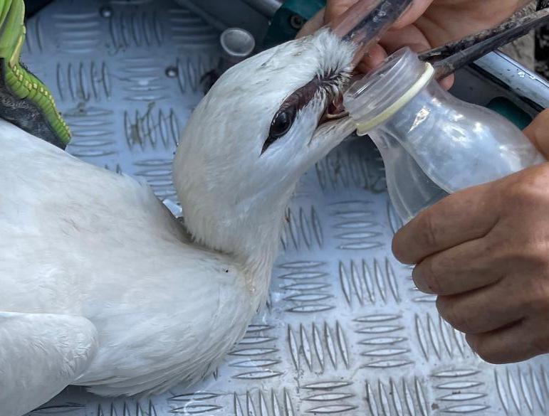 FOTO: Barză salvată de pompierii gălăţeni