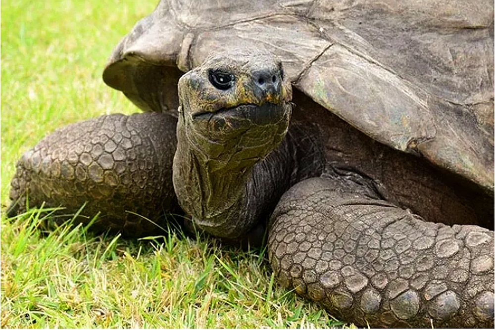 Secretul tinereţii eterne este pe cale să fie în sfârşit dezvăluit... datorită ţestoaselor!