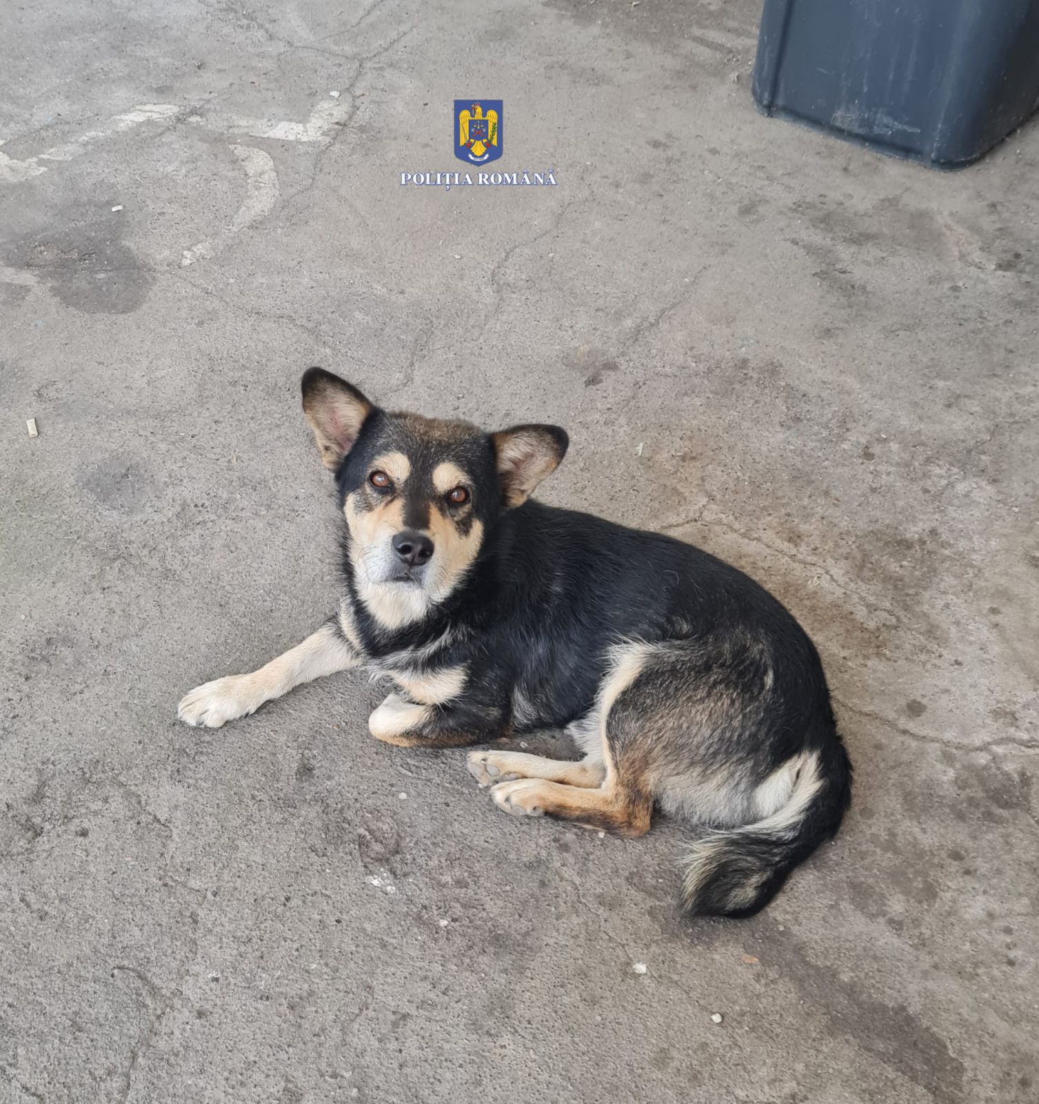 BRĂILA: CĂȚEL ÎN PERICOL SALVAT DE POLIȚIȘTI