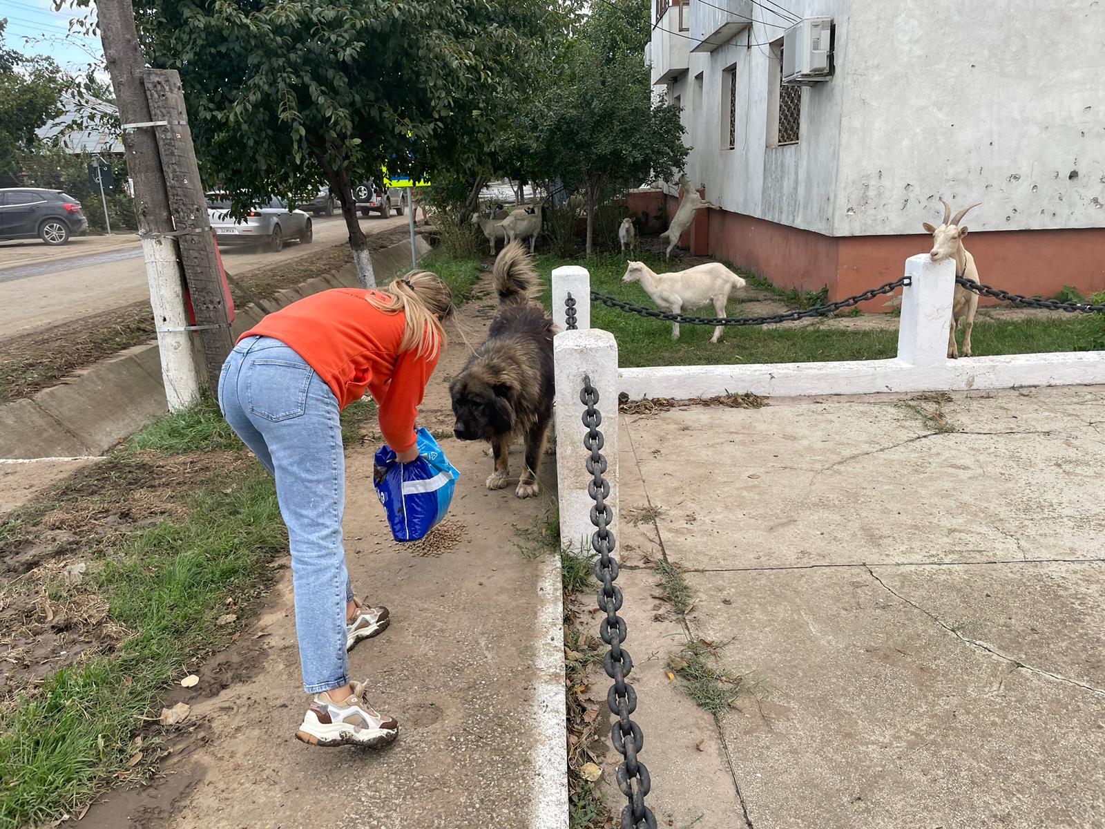 Galaţi: Animale salvate din apele dezlănţuite