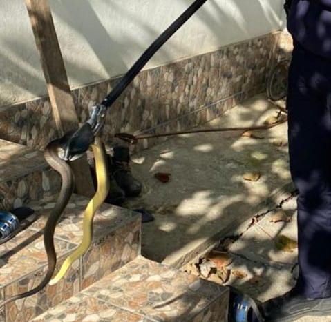 Tulcea: O femeie din Frecăţei a stat câteva zile cu un şarpe în casă! A sunat în cele din urmă la 112 (FOTO)