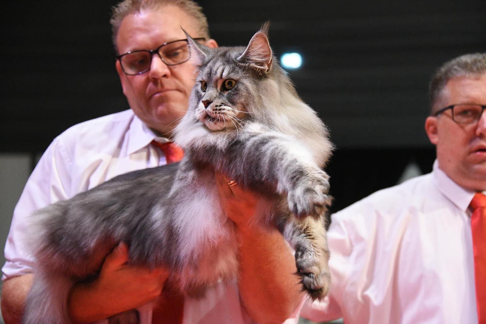 FOTO: Parada Campioanelor Feline în Braşov