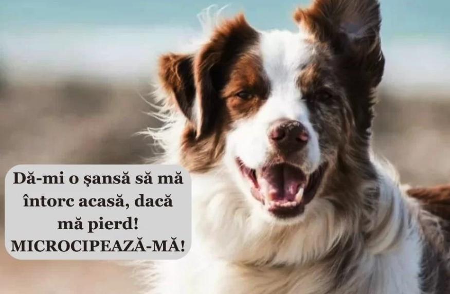 Ecosal Galați: FII UN STĂPÂN RESPONSABIL, MICROCIPEAZĂ-ȚI CÂINELE ! TE COSTĂ DOAR 5 MINUTE