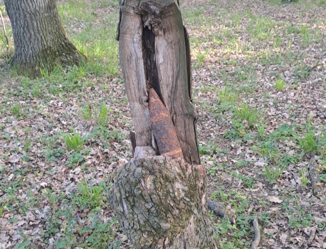 Galați: Proiectil din al Doilea Război Mondial găsit în pădure, la Barcea - VIDEO