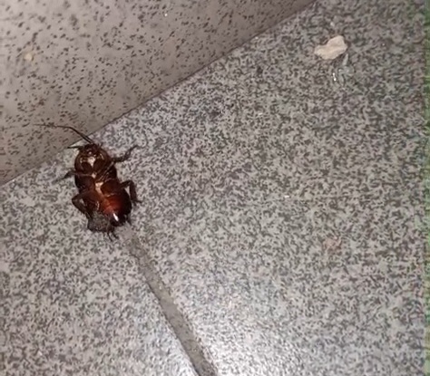 Gândaci la Profi din Tecuci! Magazinul a fost închis de Protecţia Consumatorilor (VIDEO)