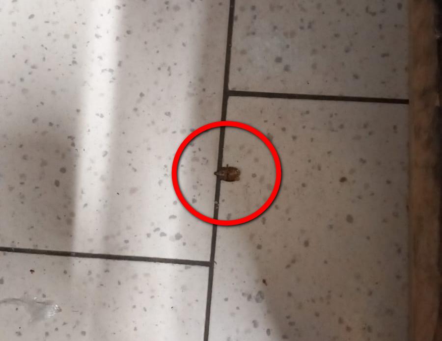 VIDEO: Gândacii au mai închis un supermarket la Tecuci! Noi controale şi amenzi în magazinele din Galaţi