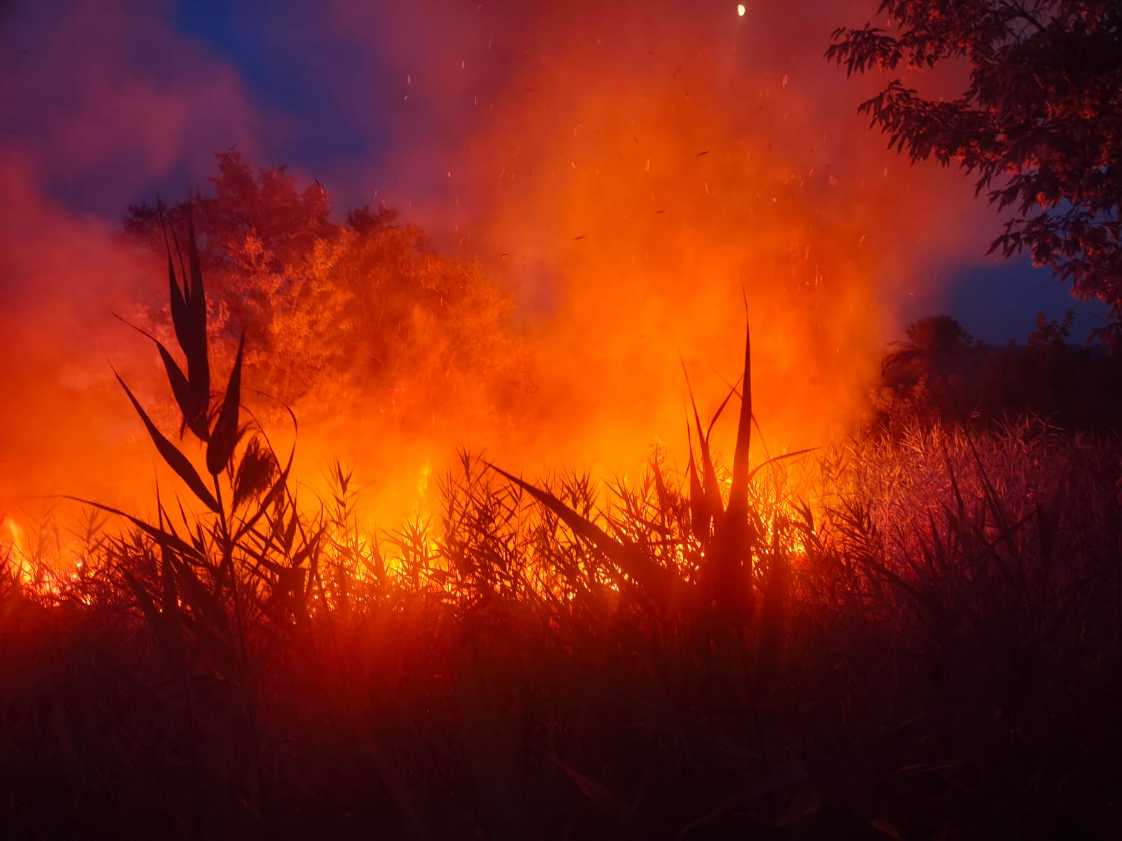 O pasăre ar fi declanșat incendiul din Deltă