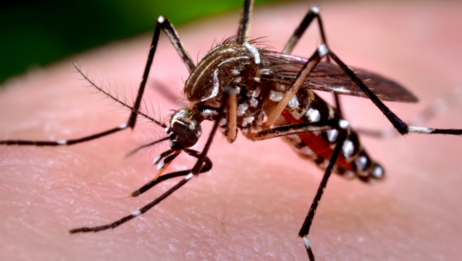 Încă un caz de infectare cu West Nille confirmat la Galaţi