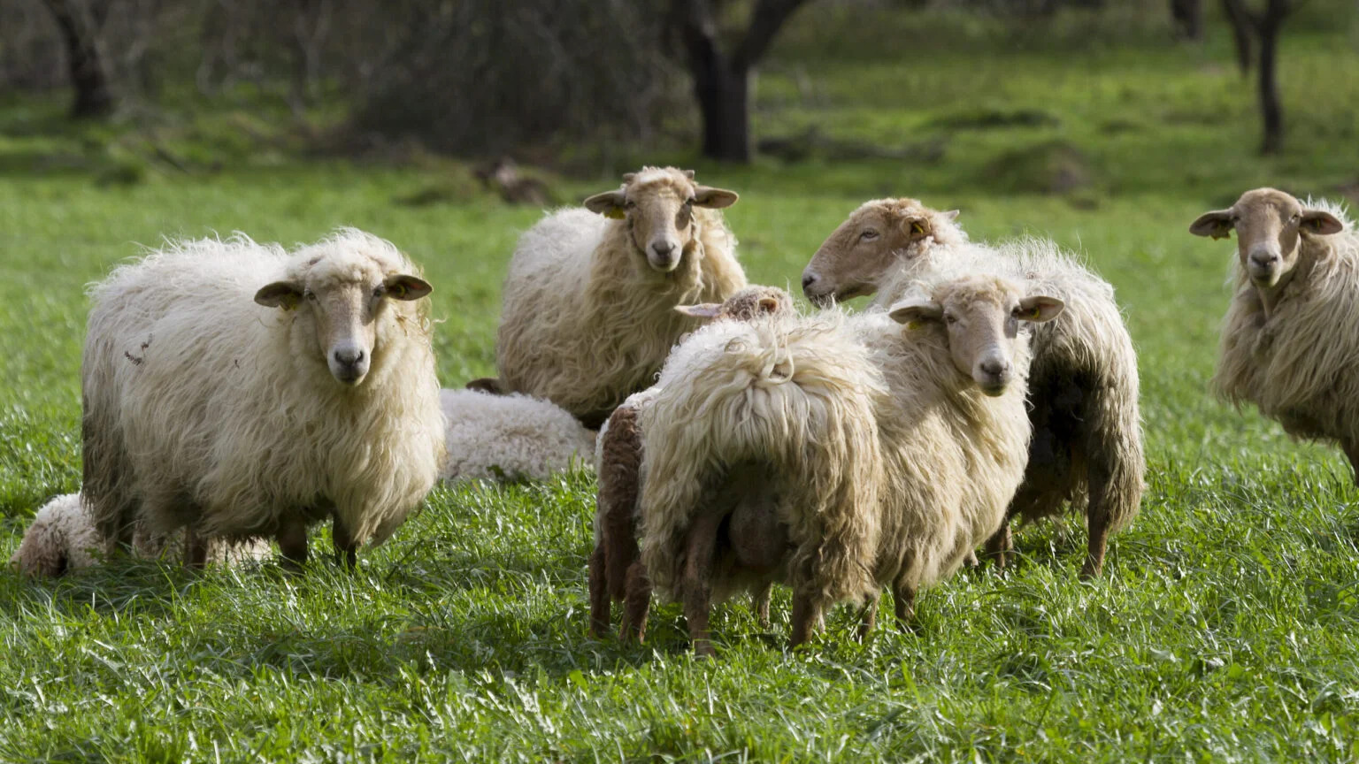 ALERTĂ SANITARĂ: România, în risc major de focare de boli la animale