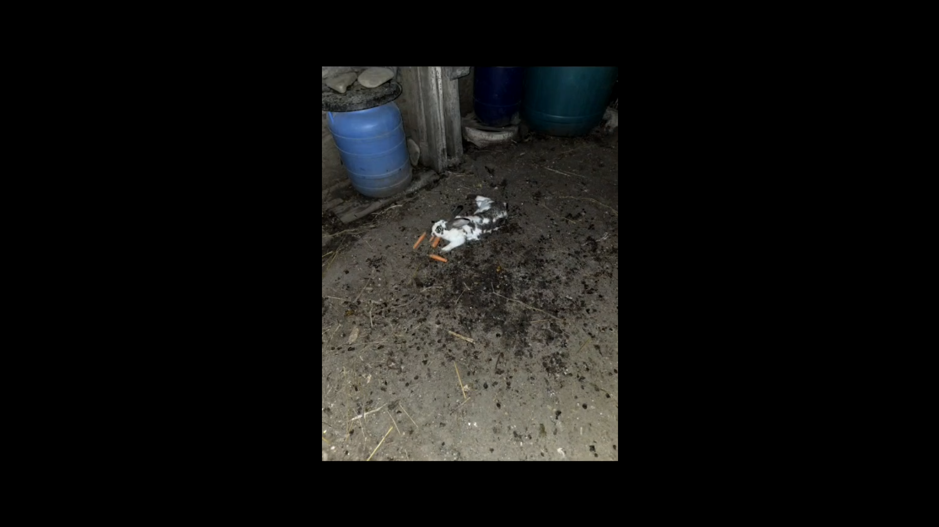 VIDEO | Întâmplare hazlie la Jandarmeria Galaţi: adjutantul Epure a salvat un... iepure!