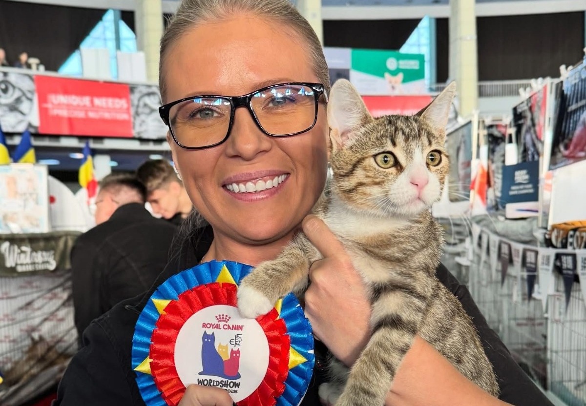 Motanul Spark, salvat de pe stradă, a devenit Vicecampion Mondial