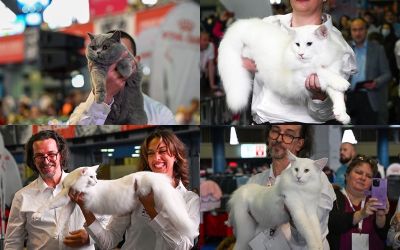 FOTO: Ele sunt pisicile din România declarate cele mai frumoase din lume