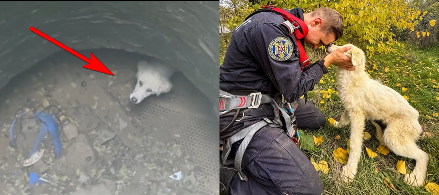 VIDEO: Căţeluşă căzută într-o fântână de 15 metri! Salvatorii au acţionat contracronometru