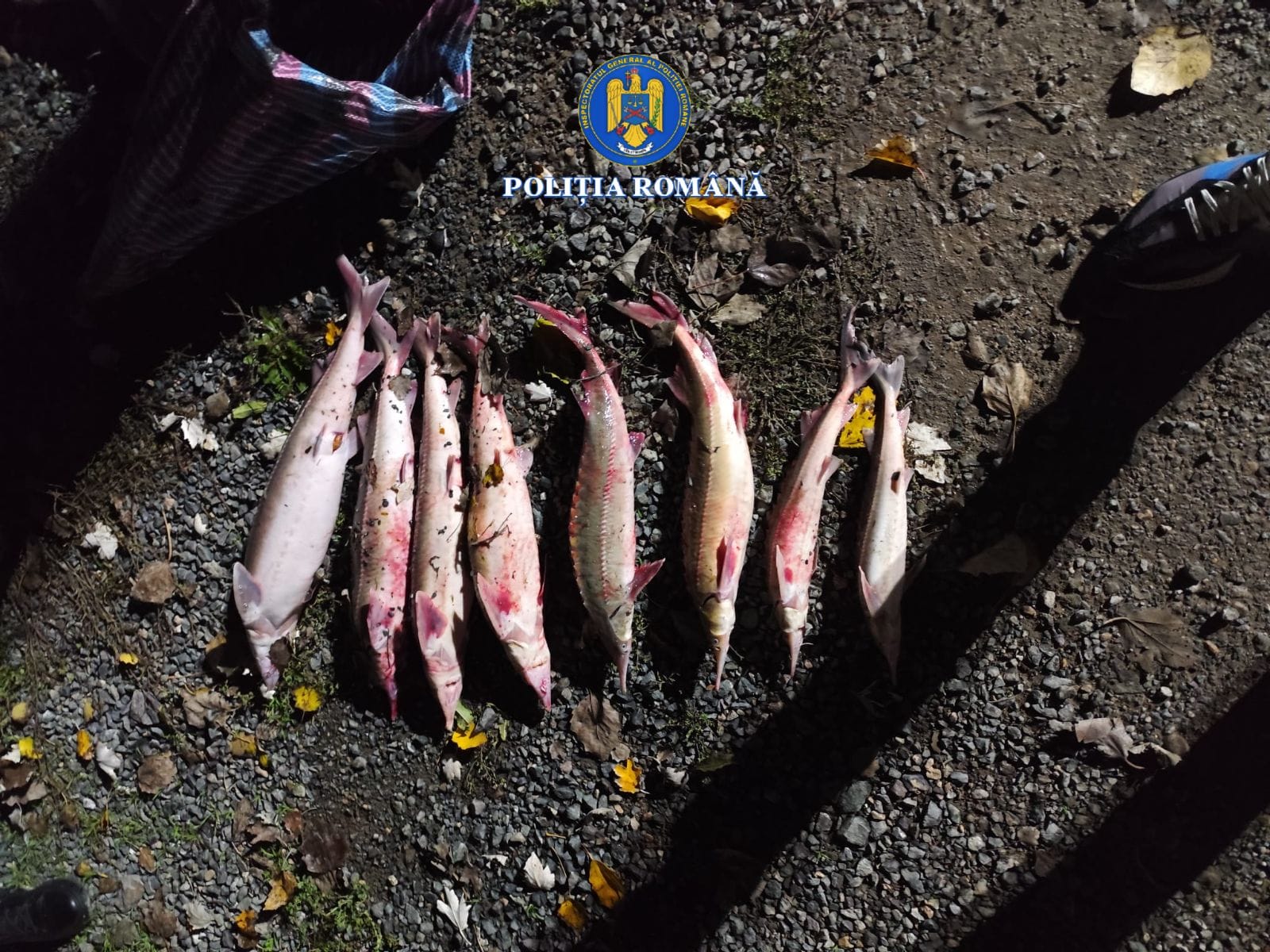 VIDEO: “Brăţară la picior” pentru doi gălăţeni prinşi în flagrant la pescuit de sturioni