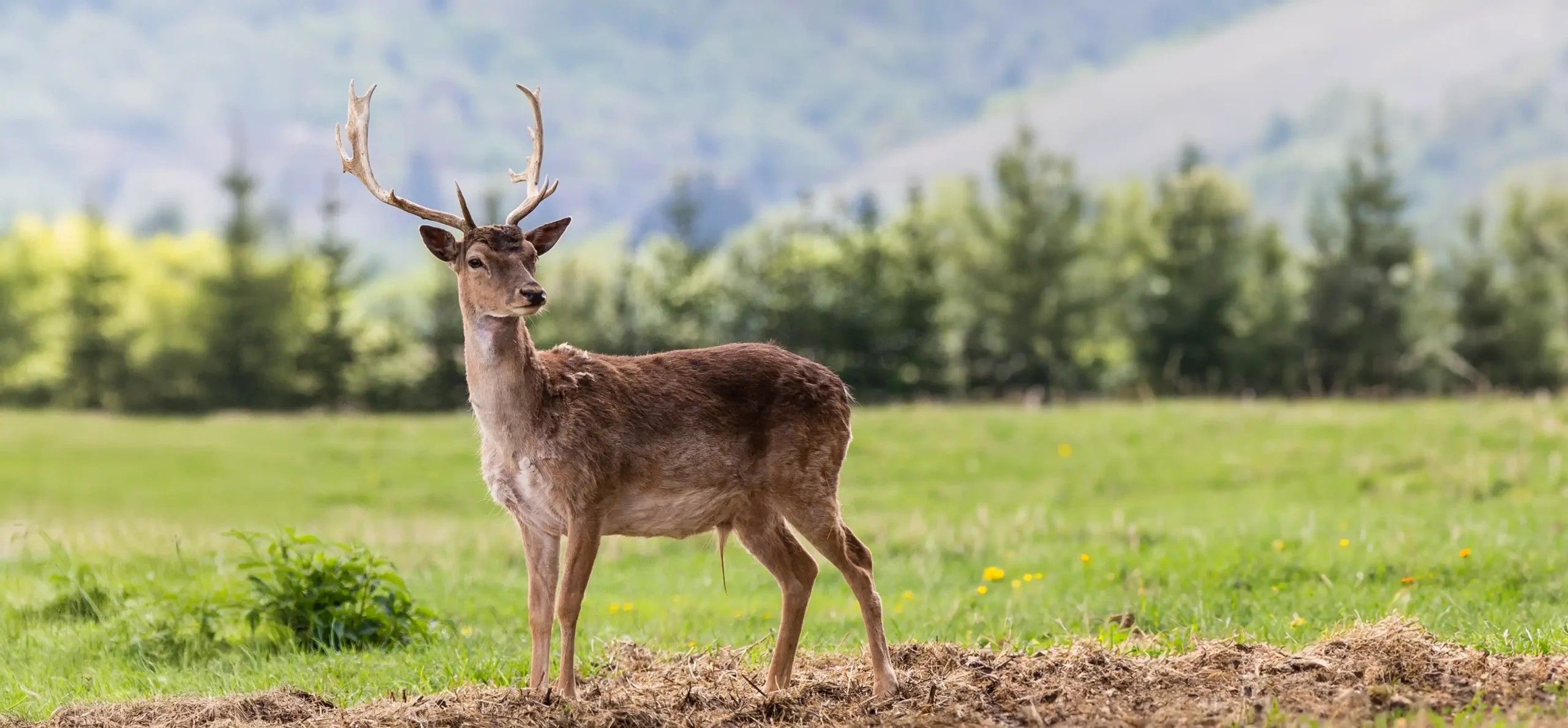 Cerbul lopătar revine în pădurile României după un secol de absenţă