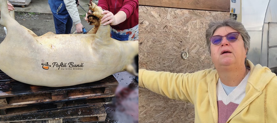 Gina Bradea a tăiat porcul, internauţii au comentat: «Chiar aşa de proşti om fi, să nu ştim cum arată un porc Mangaliţa?»