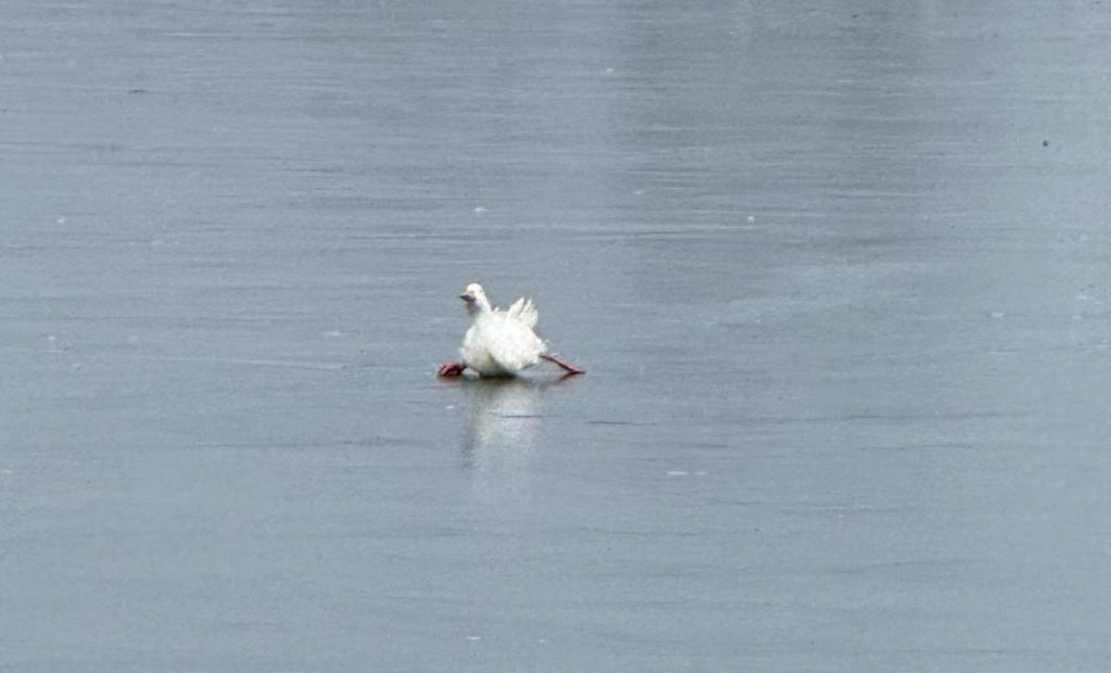 O raţă captivă între sloiuri pe Lacul Ciuperca a fost salvată de la îngheţ