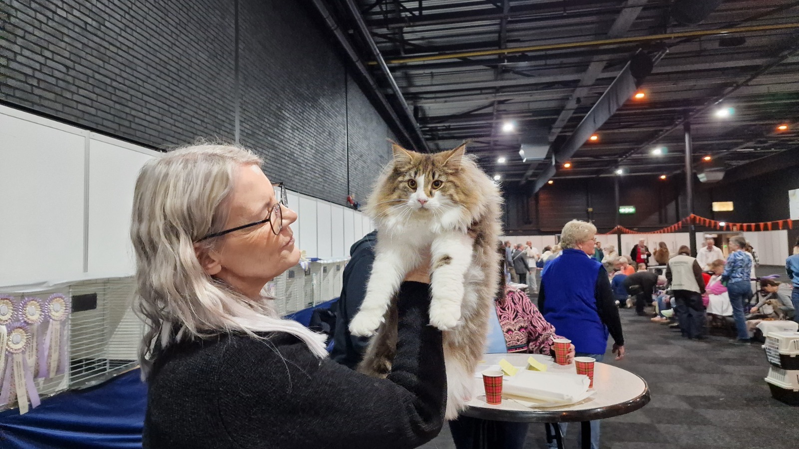 2026 începe cu o nouă confirmare: pisicile născute în România, din nou pe podiumurile mondiale