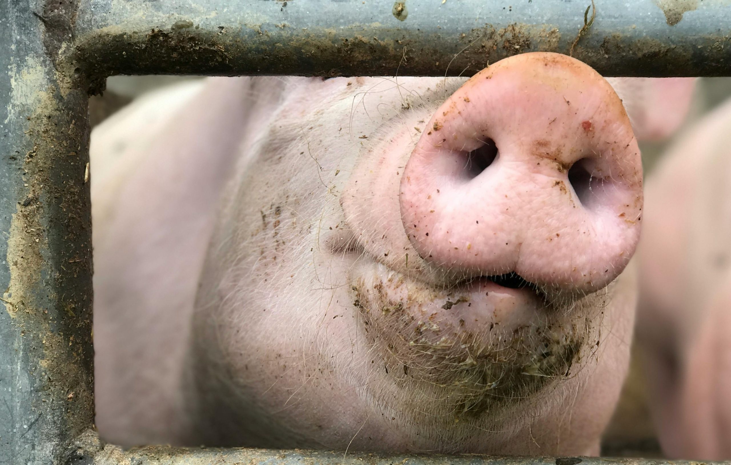 Pestă porcină africană confirmată în Galaţi