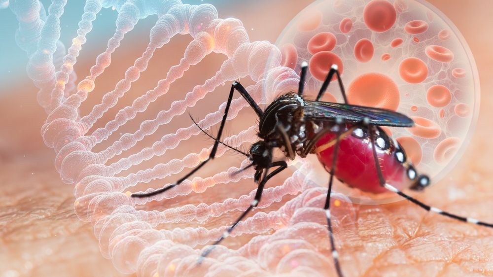 Primul caz de Chikungunya confirmat în România