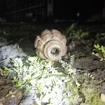 Grenadă găsită în Gara CFR Galaţi