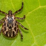 Cât timp poate trăi o căpuşă fără să se hrănească?