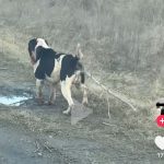 VIDEO: Câine batjocorit la Priponeşti, judeţul Galaţi
