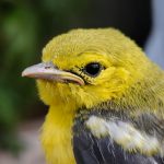 O echipă de cercetători din Statele Unite a realizat o meta-analiză amplă, care a inclus o serie de studii anterioare, pentru a înţelege efectul perturbărilor sonore asupra a 160 de specii de păsări de pe şase continente.