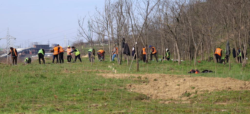 Păduri urbane la Galaţi: Se plantează aproape 200.000 de arbori şi arbuşti în 4 zone ale oraşului