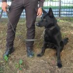 HAO – tânărul câine poliţist care şi-a început cariera cu o depistare chiar din prima misiune