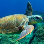 Un voluntar gălăţean pentru studiu şi protecţia animalelor din Africa