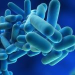 Bacteria din intestin care ar putea creşte forţa musculară. Descoperirea ar putea duce la un nou tip de probiotic