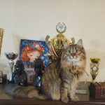 „Oscarurile lumii feline” ajung la Bucureşti: cele mai spectaculoase pisici din Europa, în competiţie la Sala Palatului