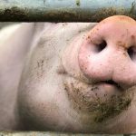 Pestă porcină în România. Şeful ANSVSA: ‘Virusul persistă în mediul silvatic’